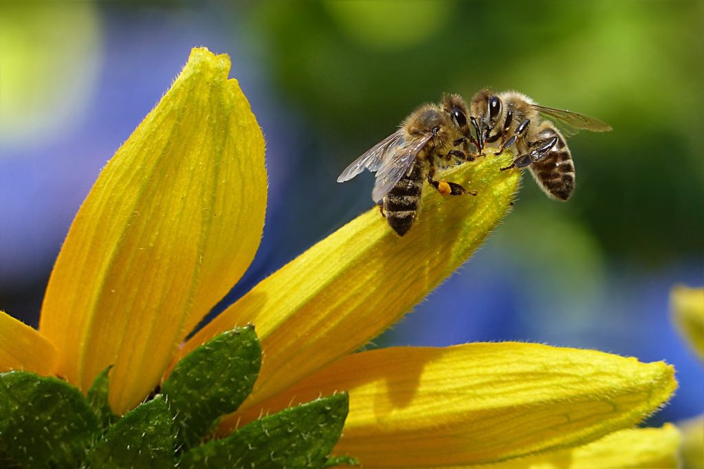Bee on sunflower