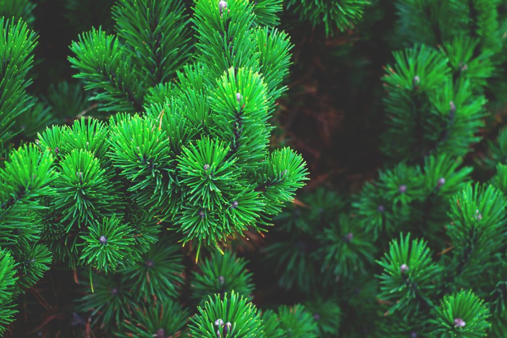 Evergreen boughs
