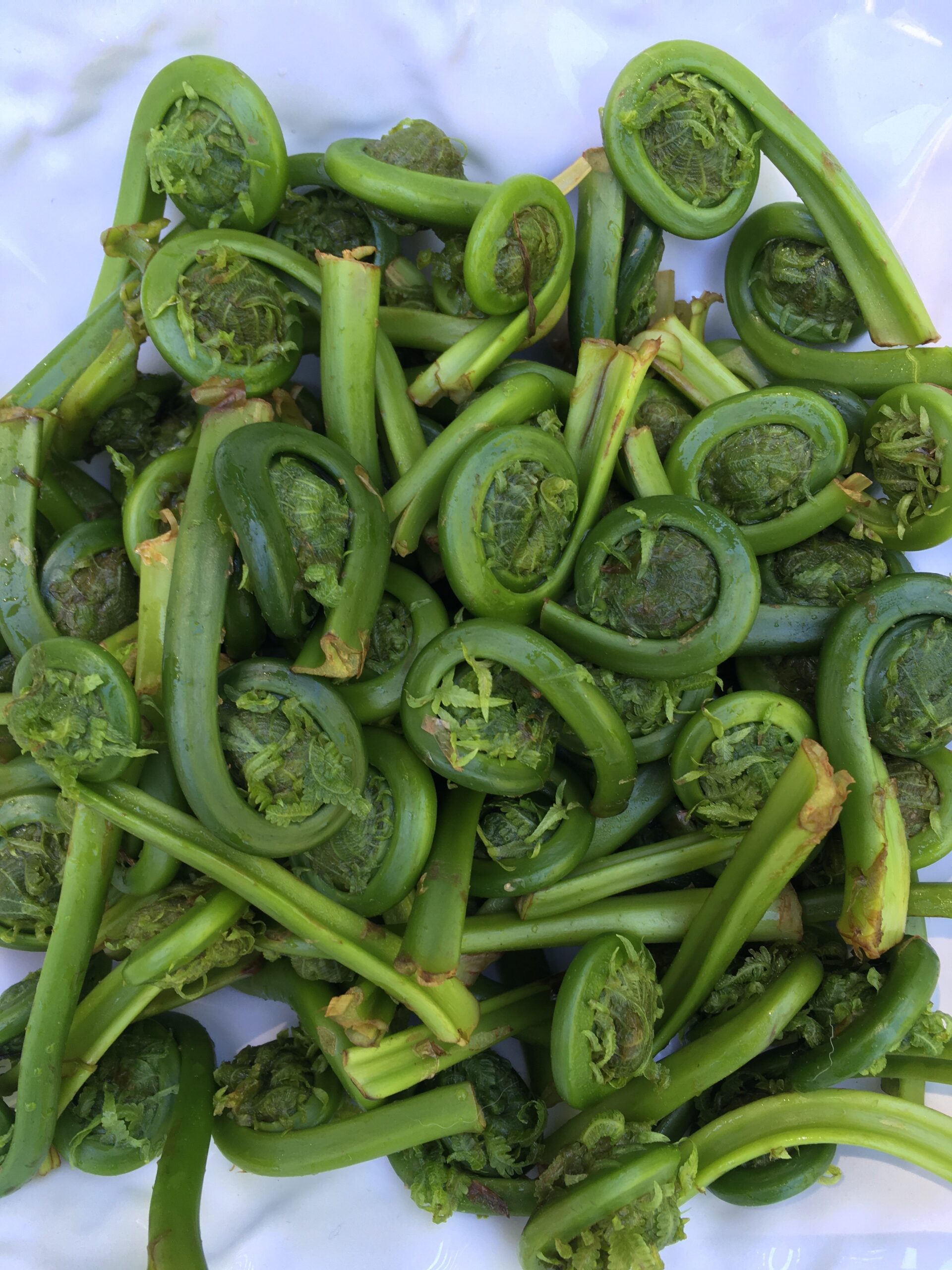 pile of fiddleheads