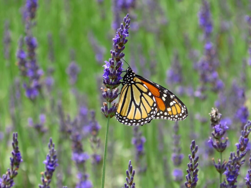 Close up of a monarch butterfly on a piece of lavender in a field full of lavender