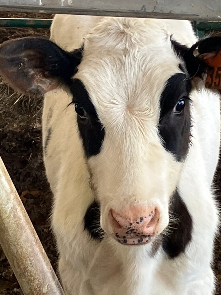 Close up of a mostly white cow with black spots around it's ears, eyes, and on it's chest.