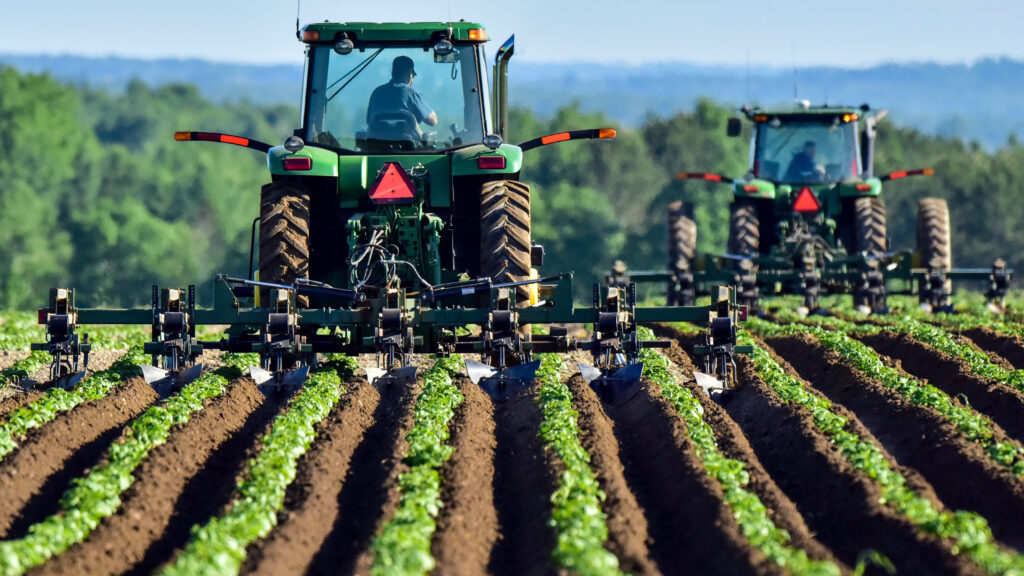 two large tractors doing work in a lettuce field