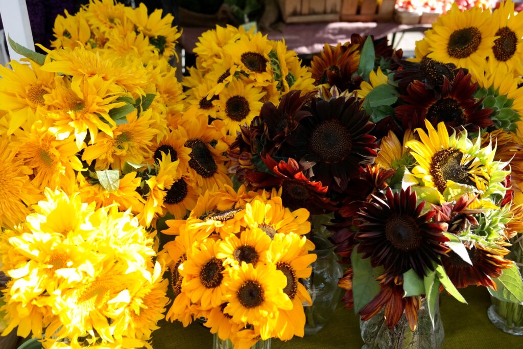 bright yellow sun flower arrangements for sale at the farmers market