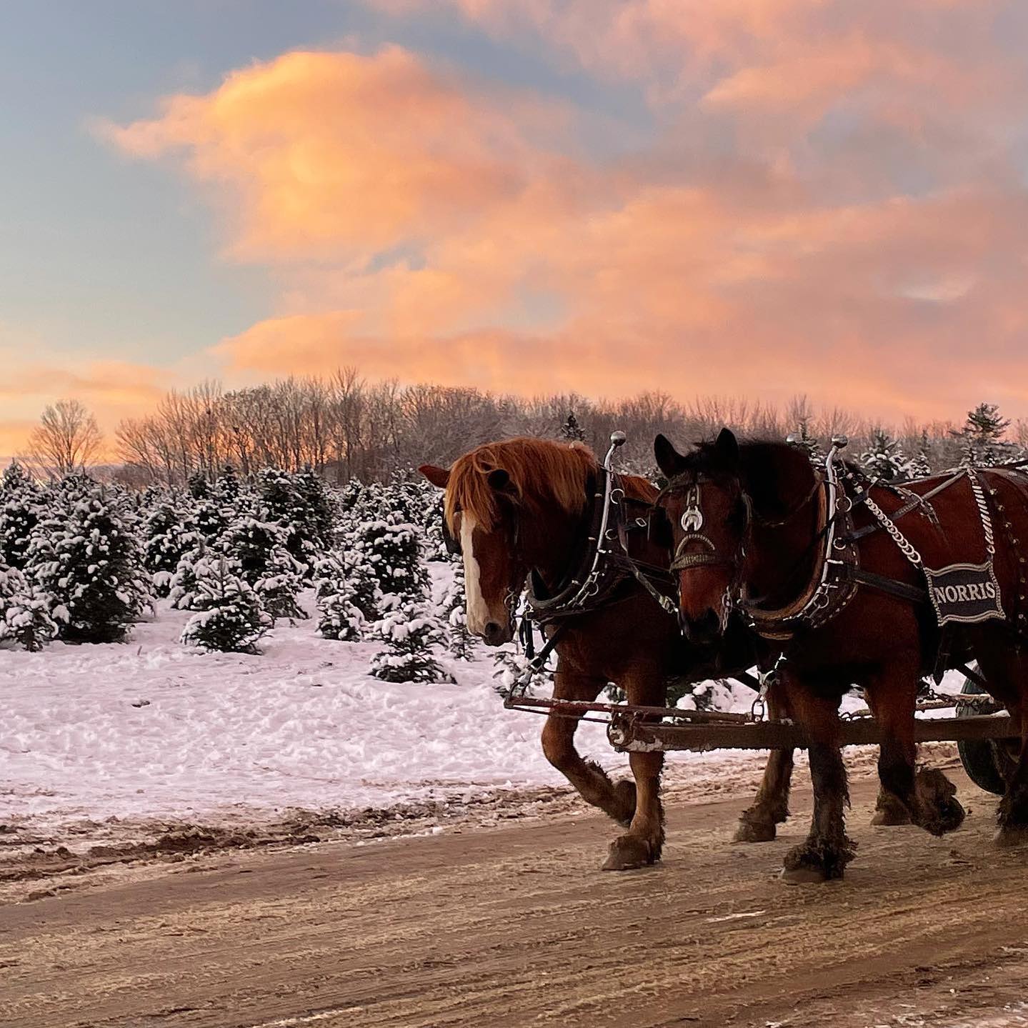 Piper Mountain 2 Close-up of two draft horses pulling a wagon through a Maine Christmas tree farm with a winter backdrop.