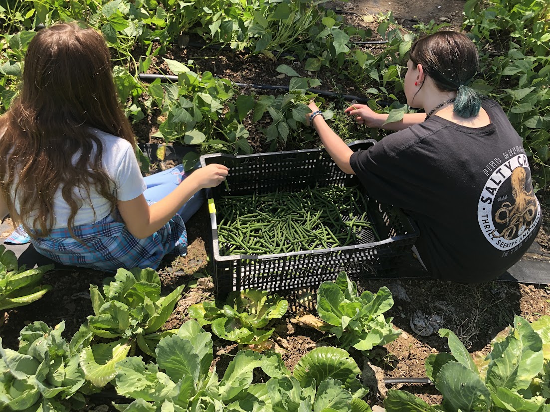KLT Nooney Farm 2 Two students harvesting green beans in a Giving Garden at Nooney Farm, surrounded by leafy vegetable crops.