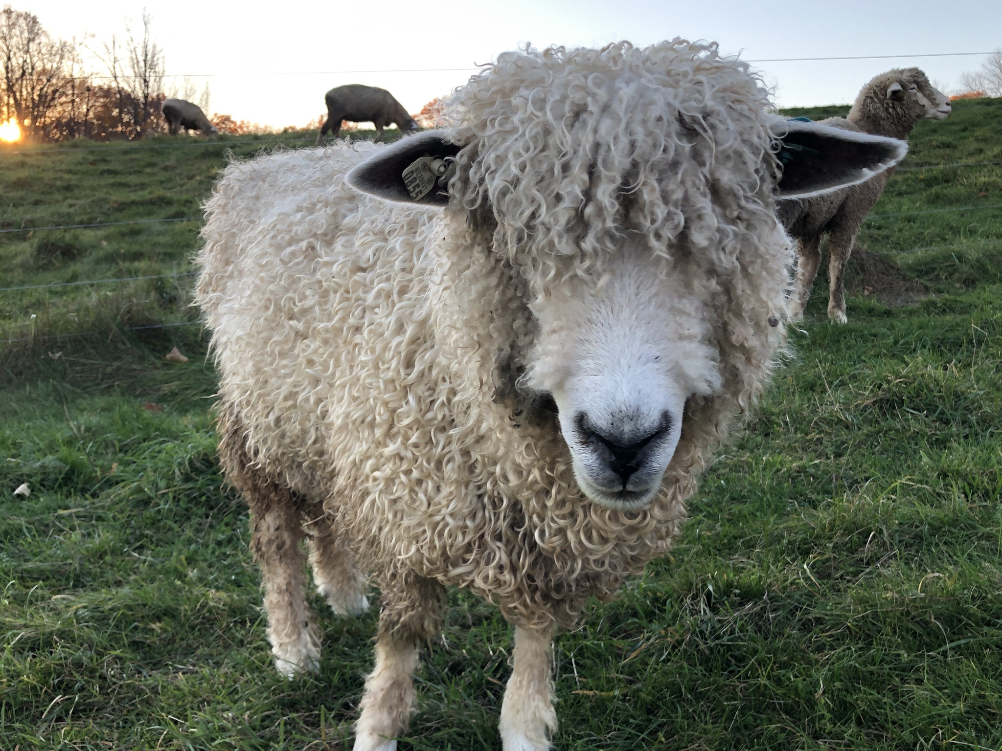 Curly-haired sheep standing in a grassy pasture at sunset, with other sheep grazing in the background.